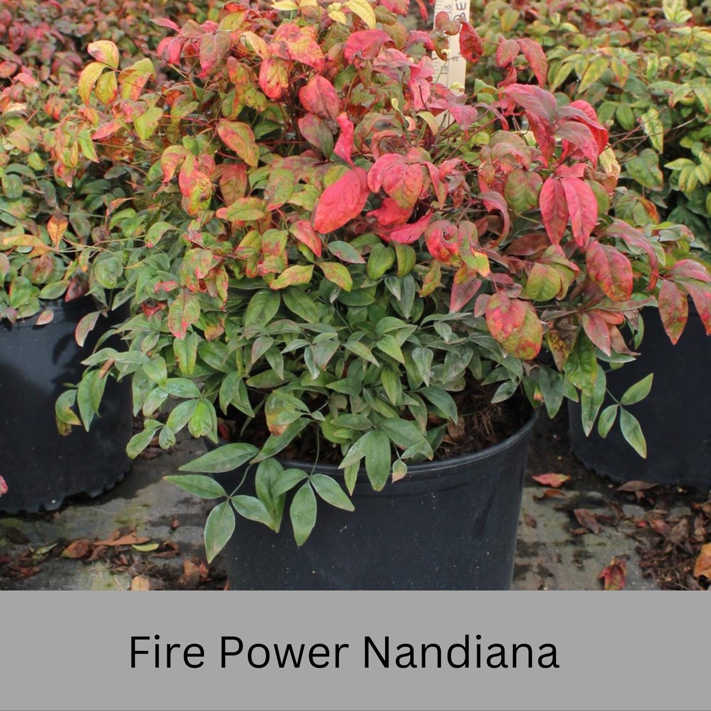 Firepower Nandina – Compact, Colorful Shrub with Year-Round Interest | Low-Maintenance Shrub with Red Foliage | Available in 1 Gallon sizes!