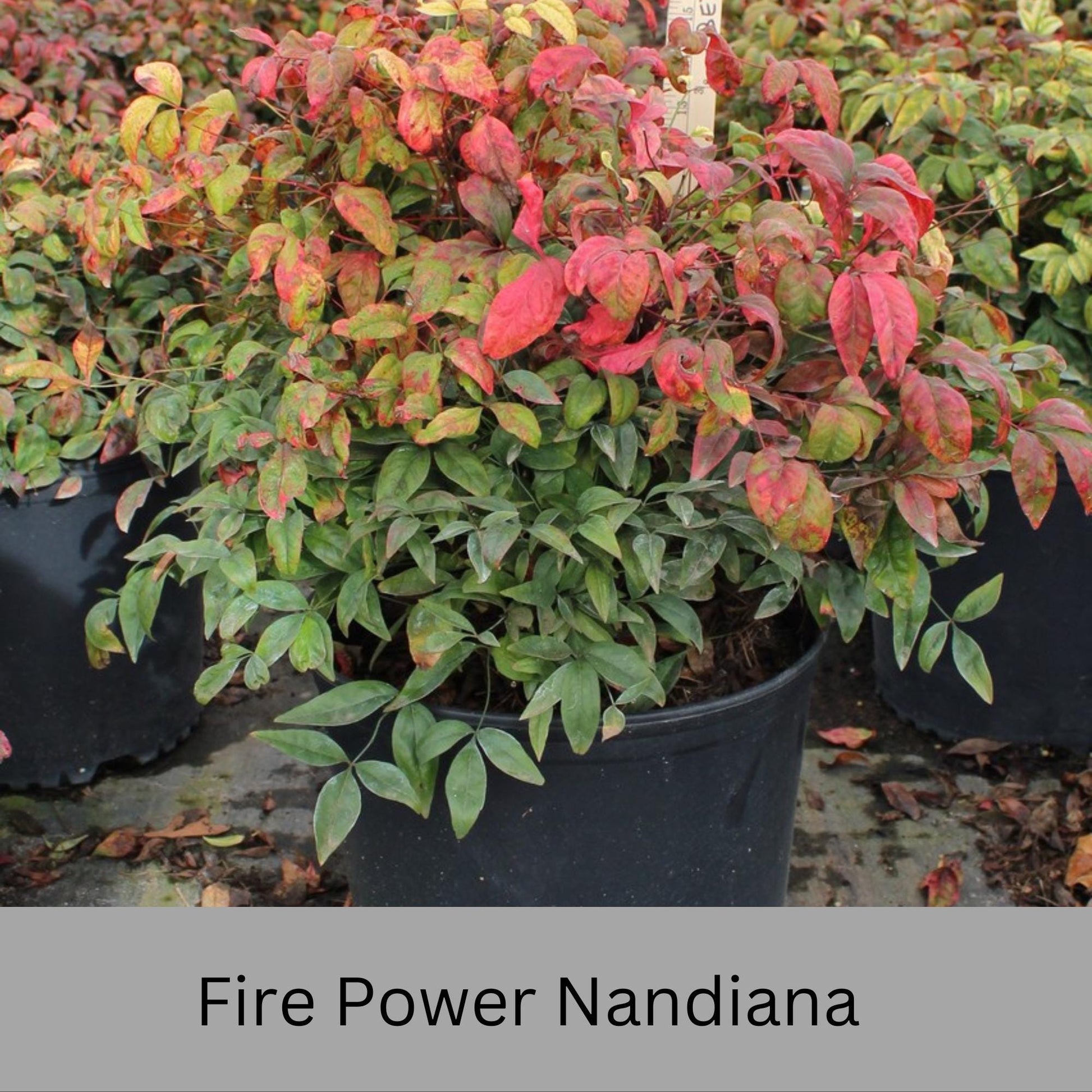 Firepower Nandina – Compact, Colorful Shrub with Year-Round Interest | Low-Maintenance Shrub with Red Foliage | Available in 1 Gallon sizes!