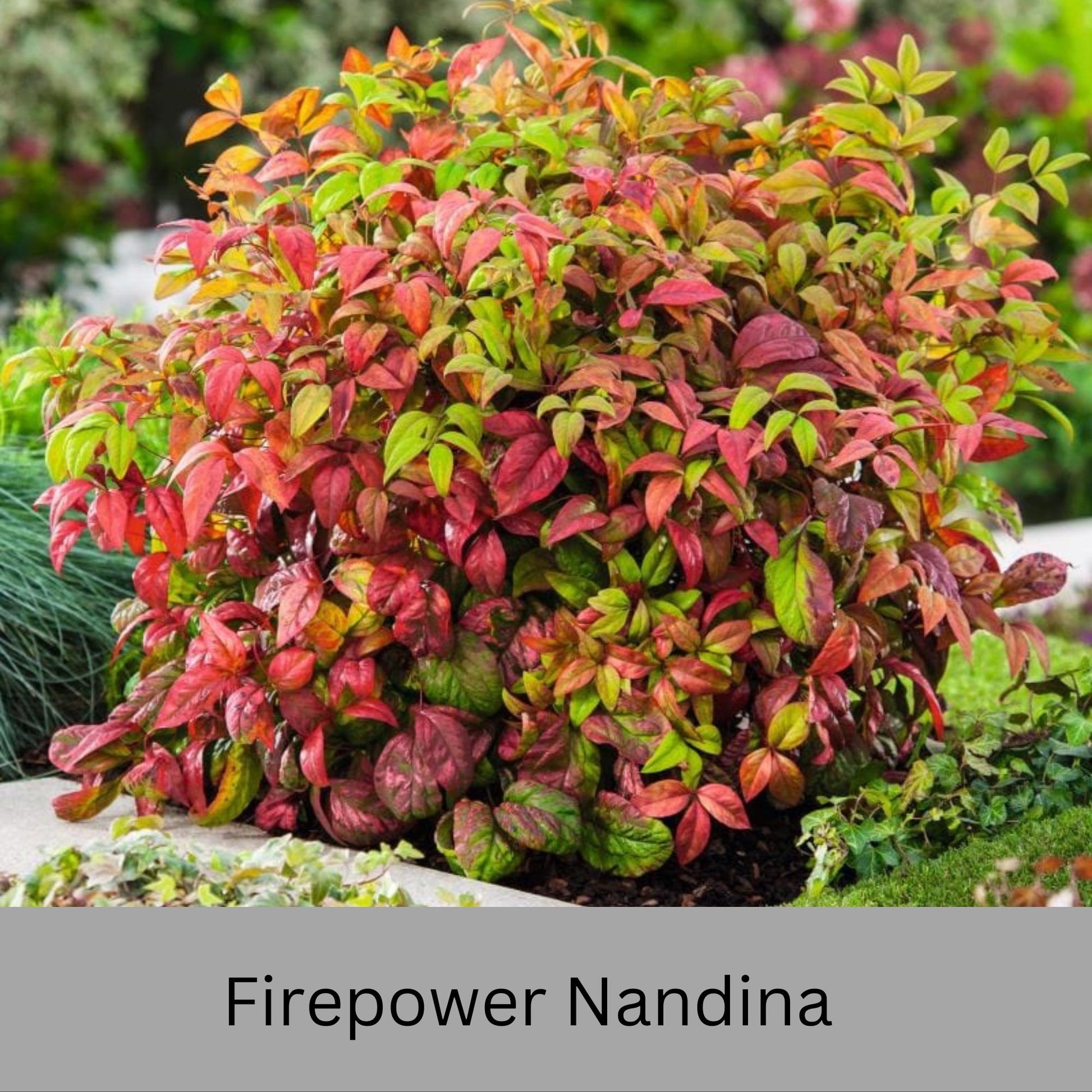 Firepower Nandina – Compact, Colorful Shrub with Year-Round Interest | Low-Maintenance Shrub with Red Foliage | Available in 1 Gallon sizes!