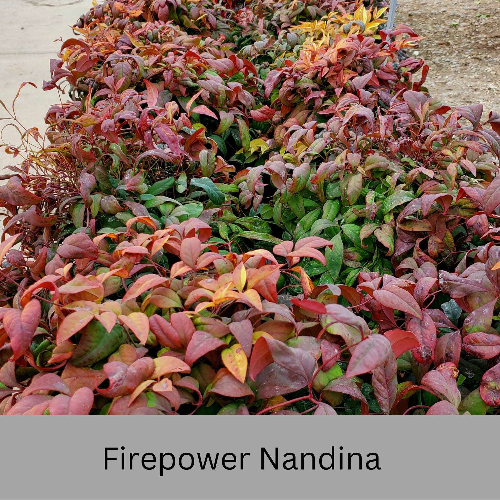 Firepower Nandina – Compact, Colorful Shrub with Year-Round Interest | Low-Maintenance Shrub with Red Foliage | Available in 1 Gallon sizes!