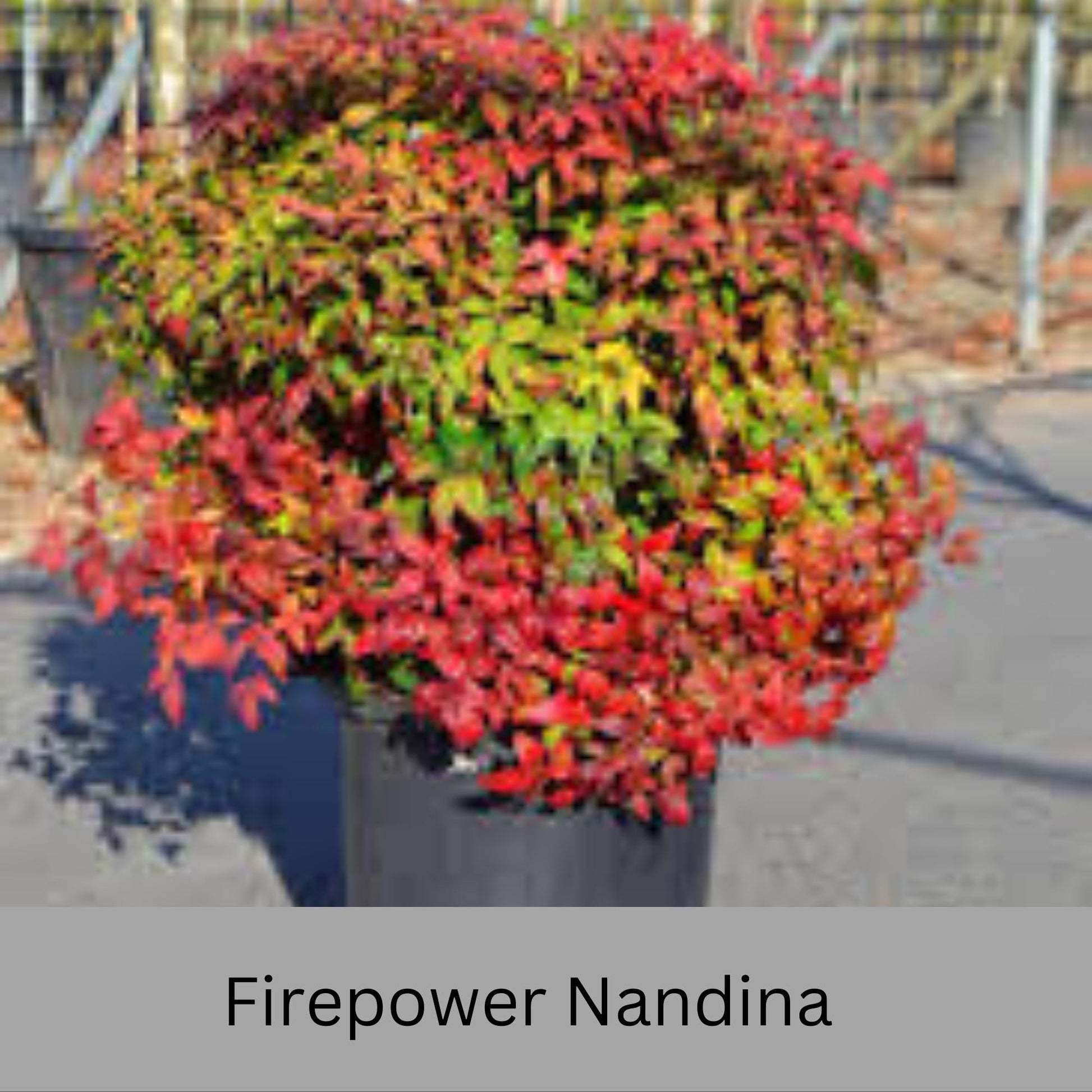 Firepower Nandina – Compact, Colorful Shrub with Year-Round Interest | Low-Maintenance Shrub with Red Foliage | Available in 1 Gallon sizes!