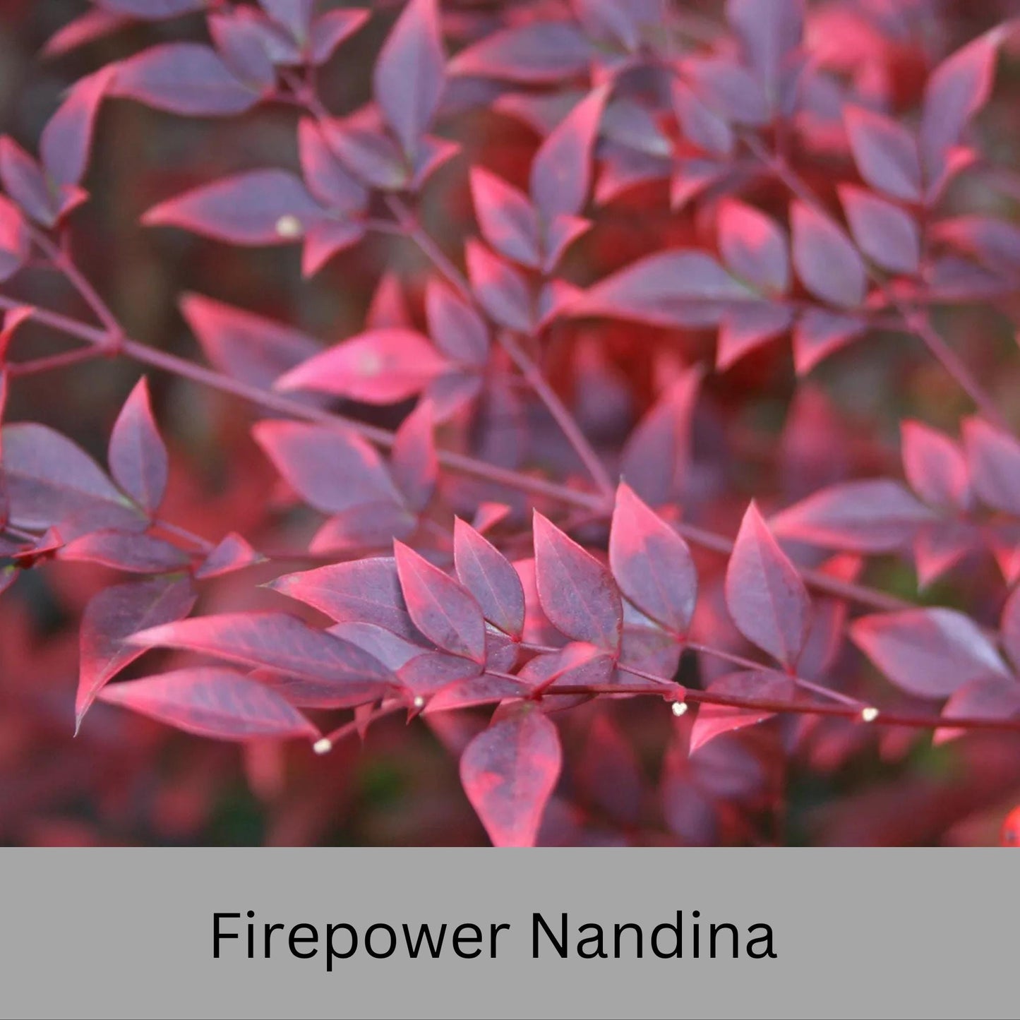 Firepower Nandina – Compact, Colorful Shrub with Year-Round Interest | Low-Maintenance Shrub with Red Foliage | Available in 1 Gallon sizes!