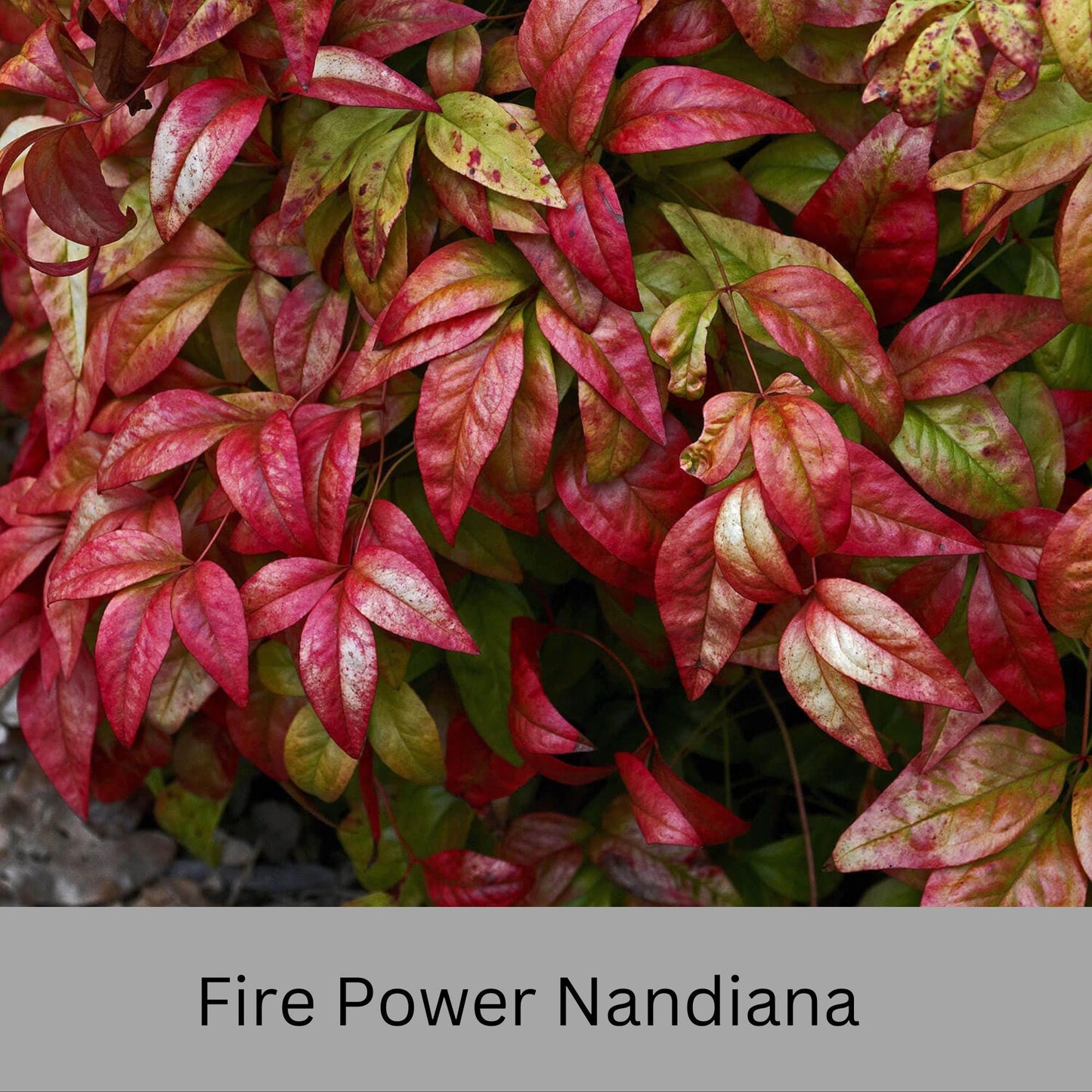 Firepower Nandina – Compact, Colorful Shrub with Year-Round Interest | Low-Maintenance Shrub with Red Foliage | Available in 1 Gallon sizes!