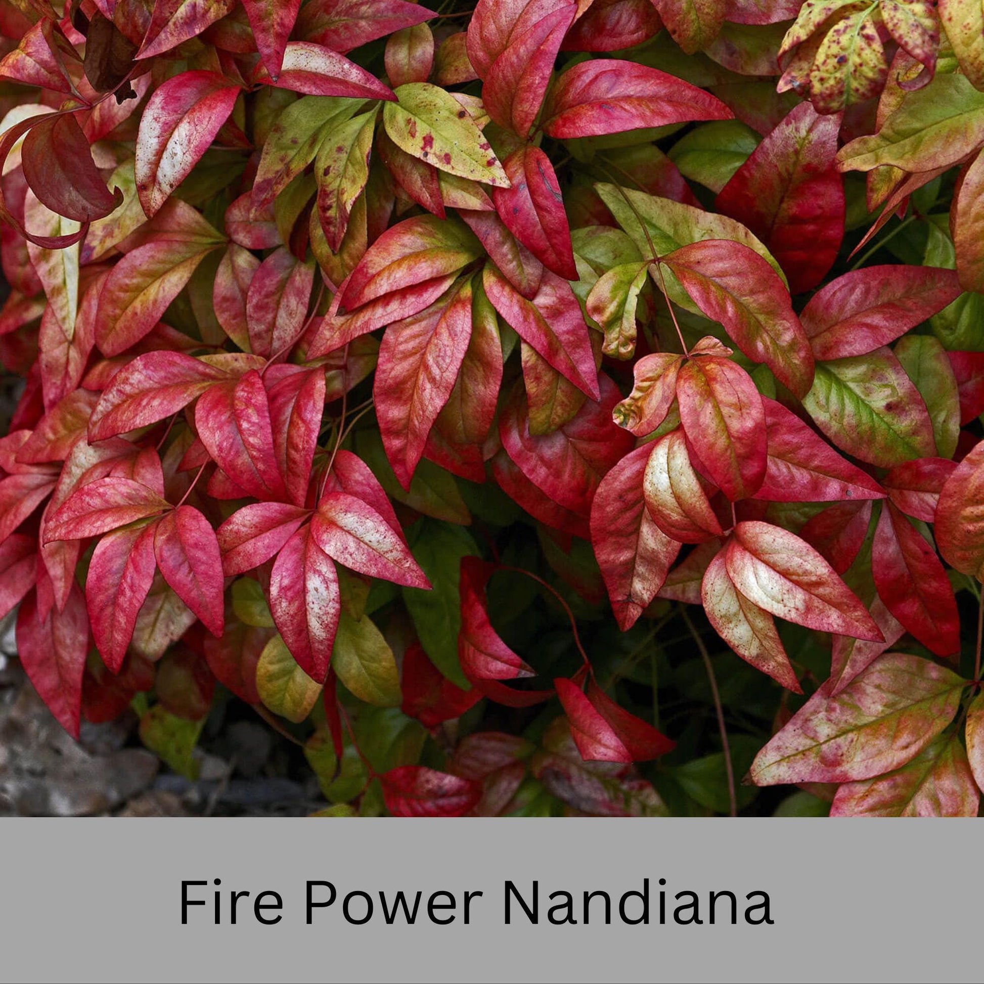 Firepower Nandina – Compact, Colorful Shrub with Year-Round Interest | Low-Maintenance Shrub with Red Foliage | Available in 1 Gallon sizes!