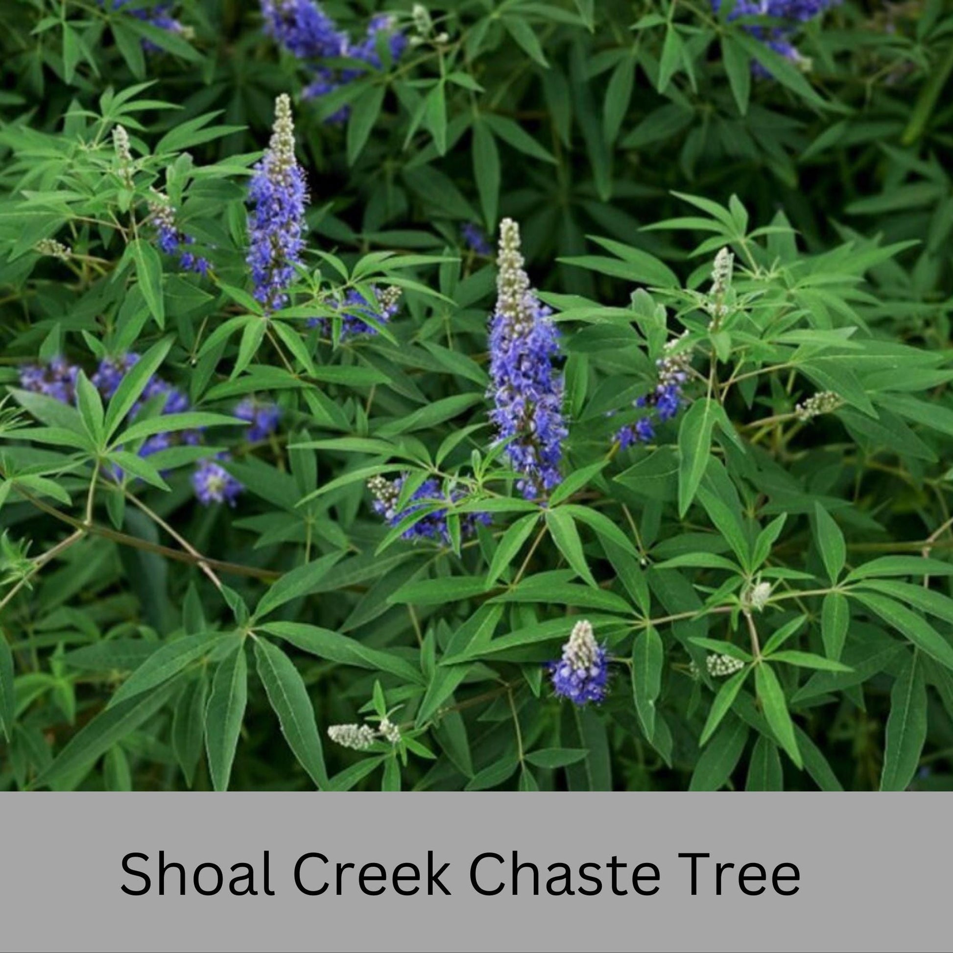 Shoal Creek Chaste Tree – Fast Growing, Pollinator Friendly Flowering Tree, Available in Quarts, 1 Gallon and 3 Gallon Containers | Fragrant