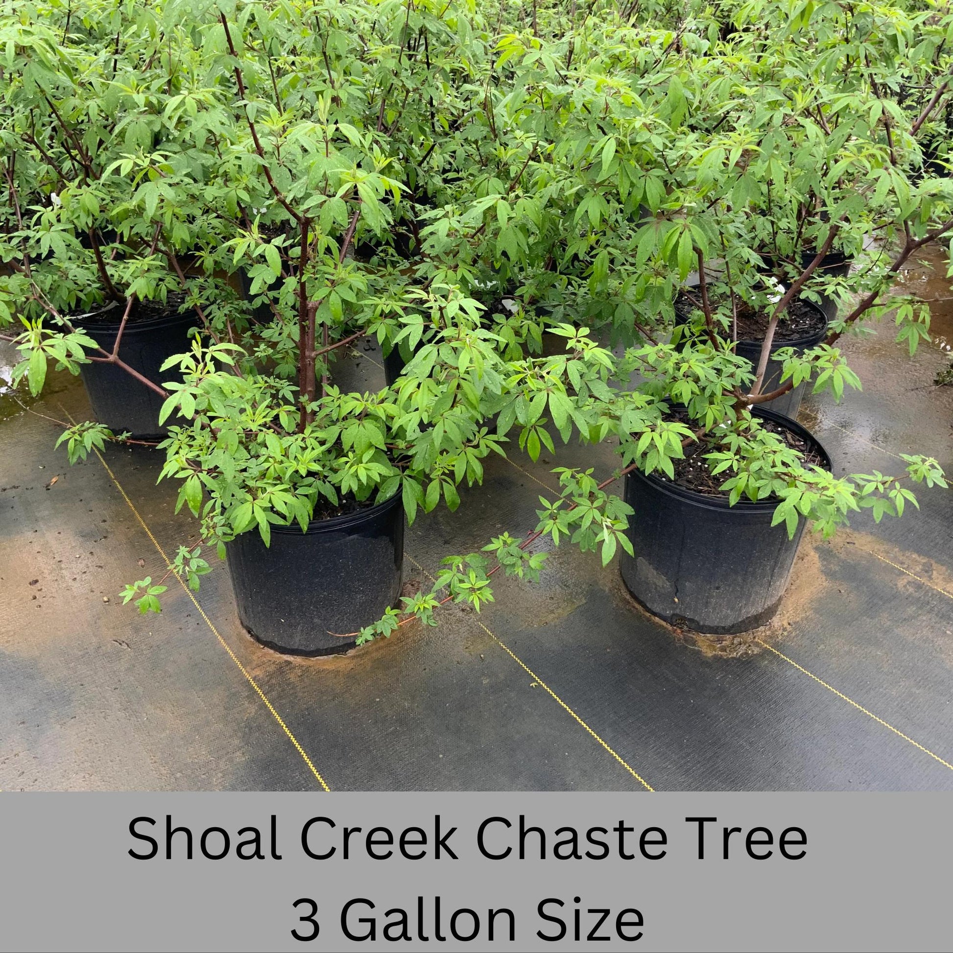 Shoal Creek Chaste Tree – Fast Growing, Pollinator Friendly Flowering Tree, Available in Quarts, 1 Gallon and 3 Gallon Containers | Fragrant
