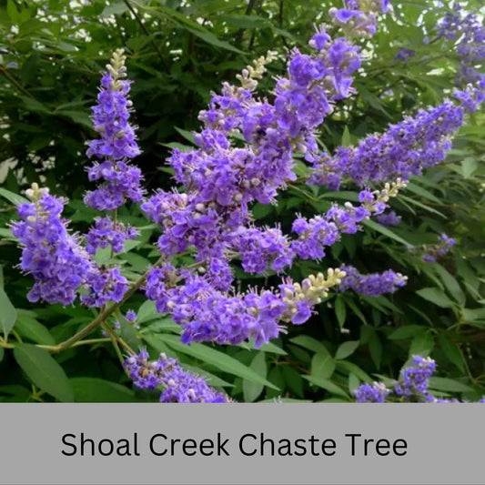 Shoal Creek Chaste Tree – Fast Growing, Pollinator Friendly Flowering Tree, Available in Quarts, 1 Gallon and 3 Gallon Containers | Fragrant