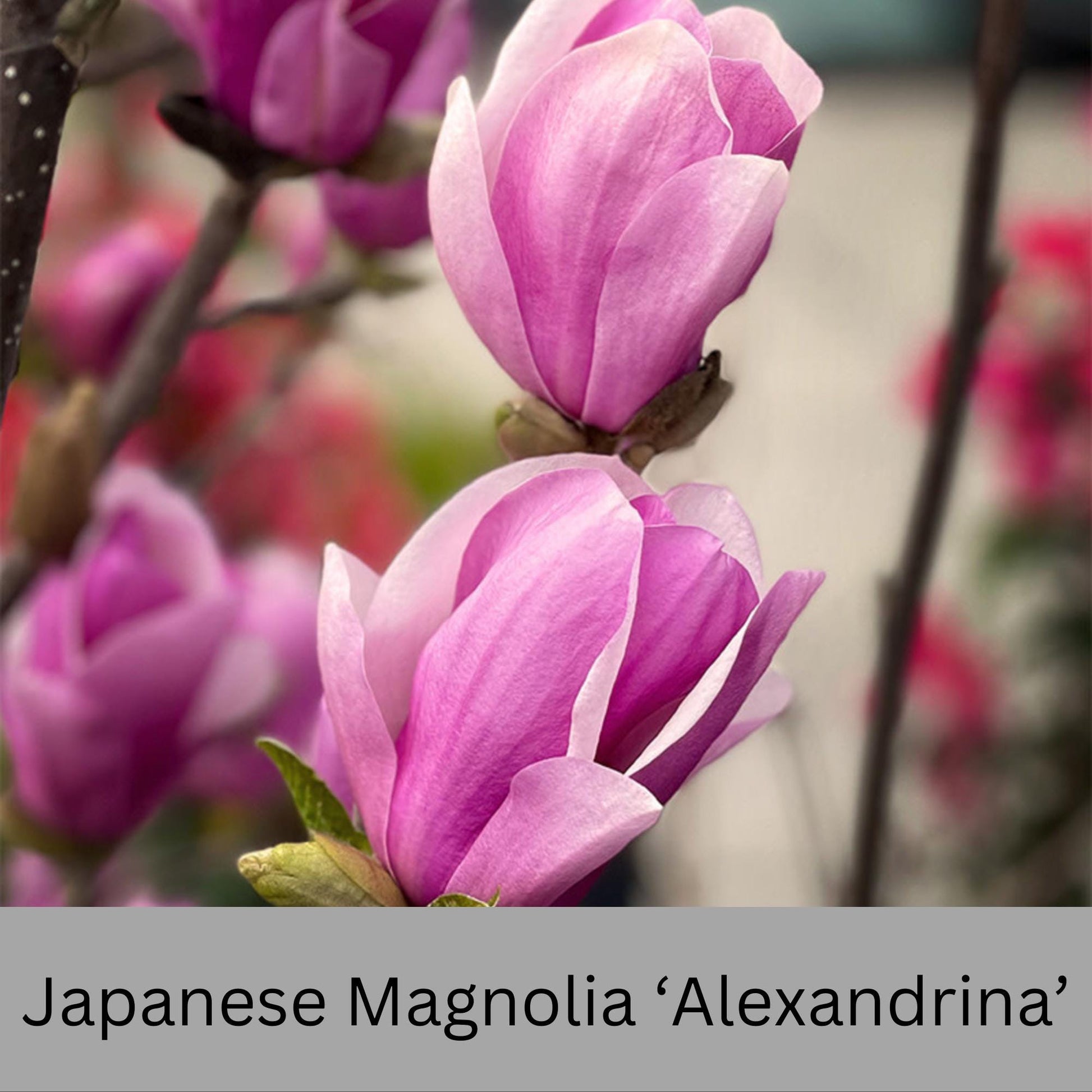 Japanese Magnolia ‘Alexandrina’ | Pink Flowers | 3 Gallon Plant Sizes | Great Shade Tree with Winter Pink and Purple Blooms!