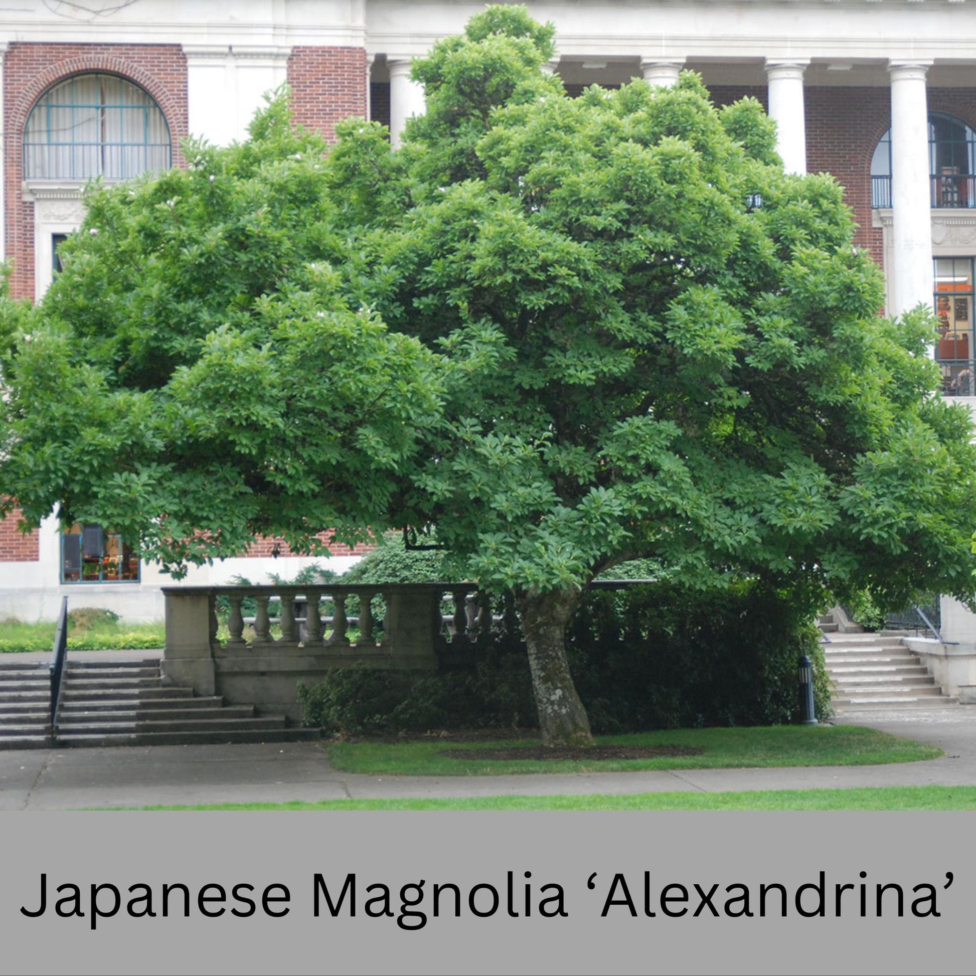 Japanese Magnolia ‘Alexandrina’ | Pink Flowers | 3 Gallon Plant Sizes | Great Shade Tree with Winter Pink and Purple Blooms!
