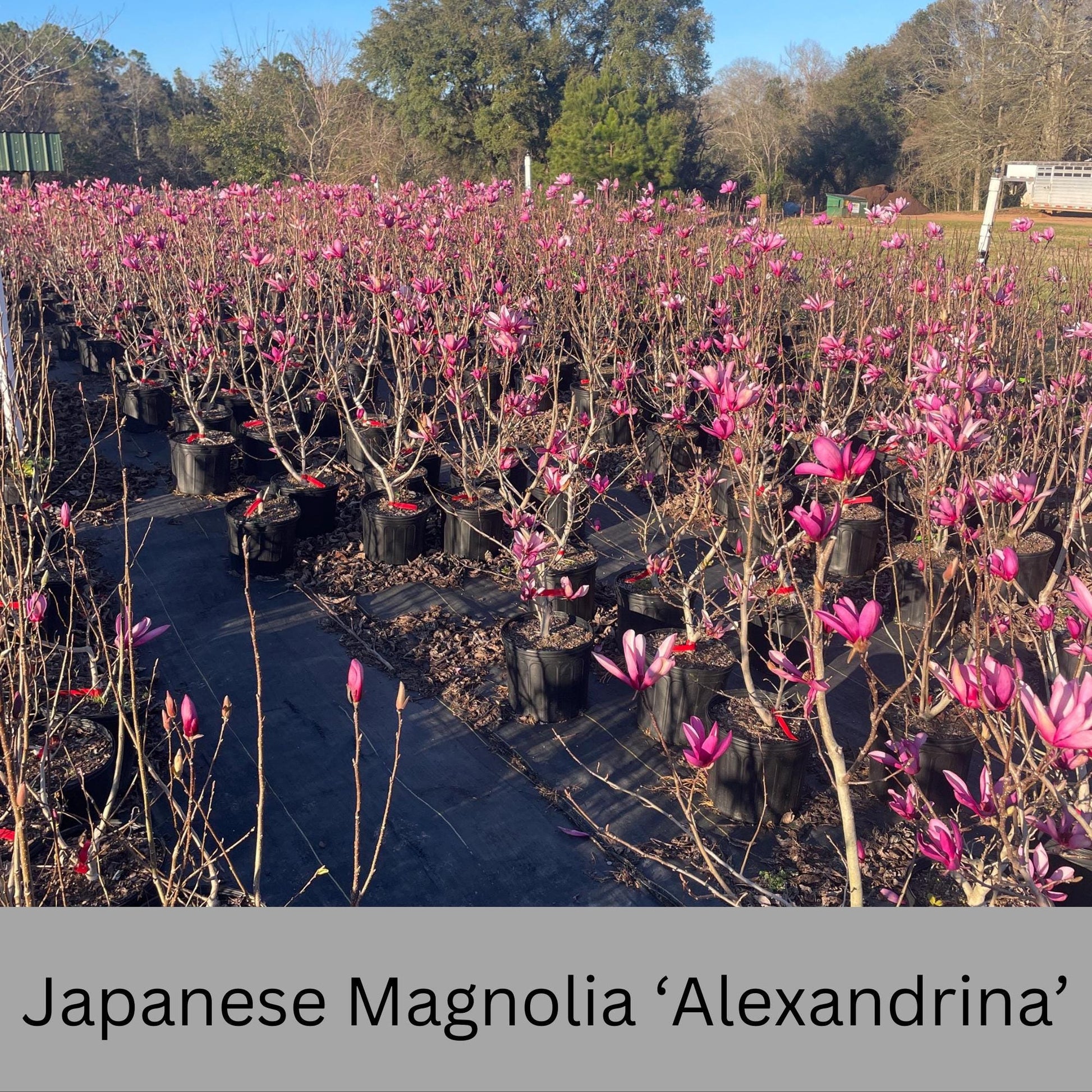 Japanese Magnolia ‘Alexandrina’ | Pink Flowers | 3 Gallon Plant Sizes | Great Shade Tree with Winter Pink and Purple Blooms!