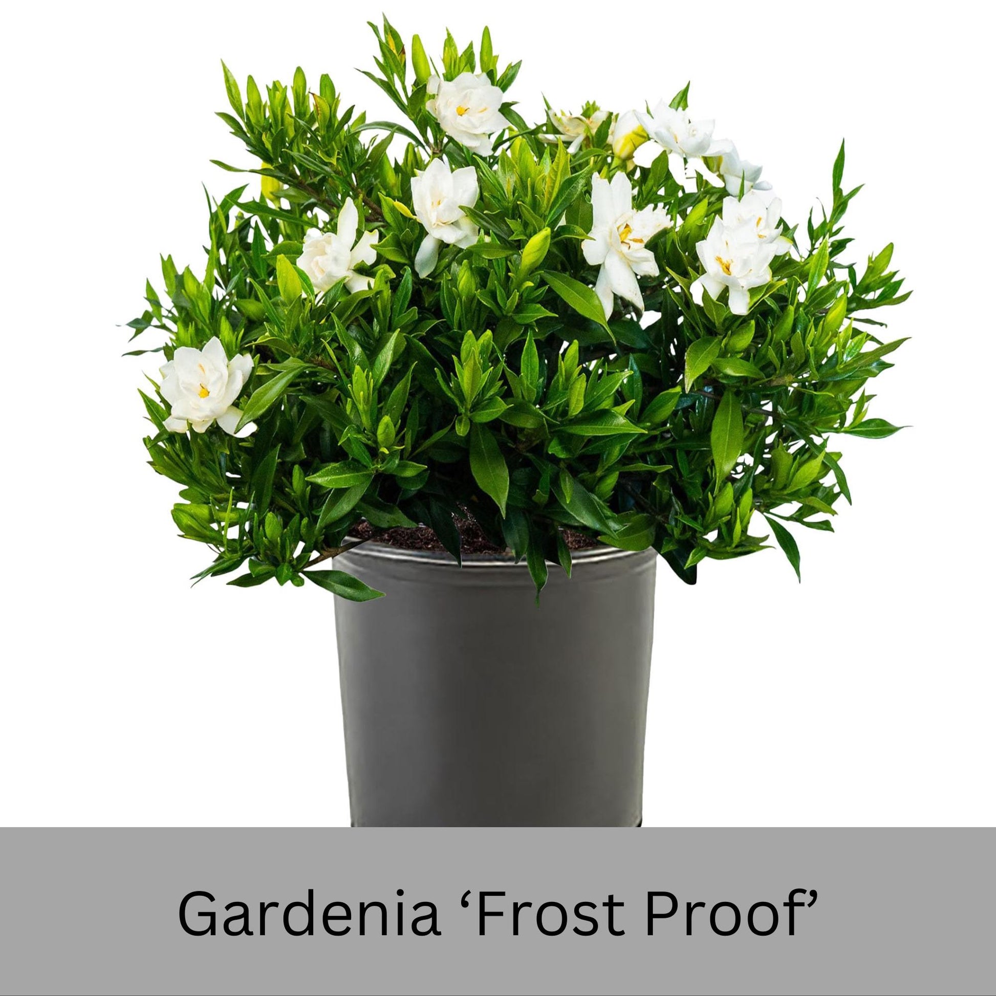 Frost Proof Gardenia – Cold Hardy, Fragrant Blooms, Live Plant available in Quart Sizes and volume discounts!