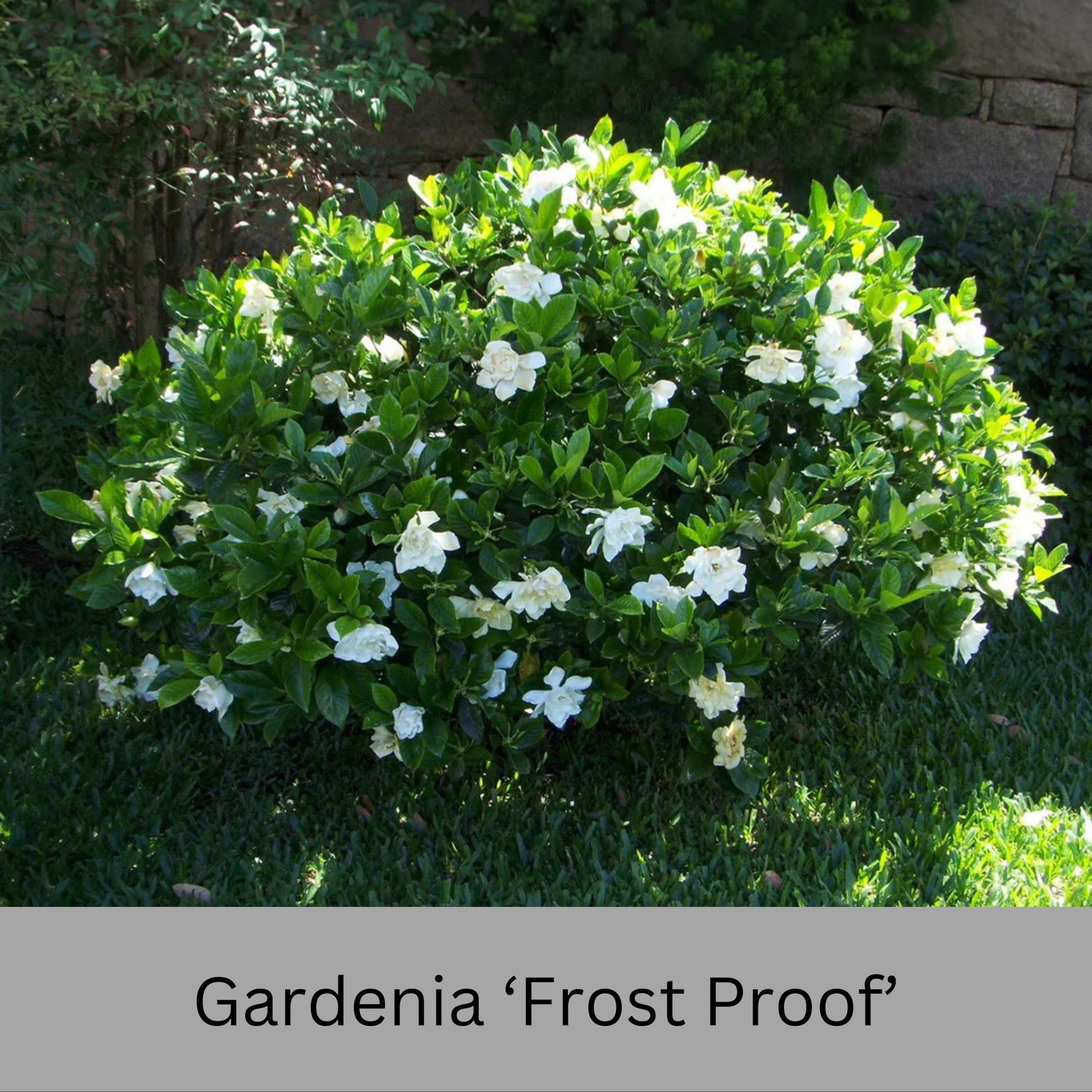 Frost Proof Gardenia – Cold Hardy, Fragrant Blooms, Live Plant available in Quart Sizes and volume discounts!