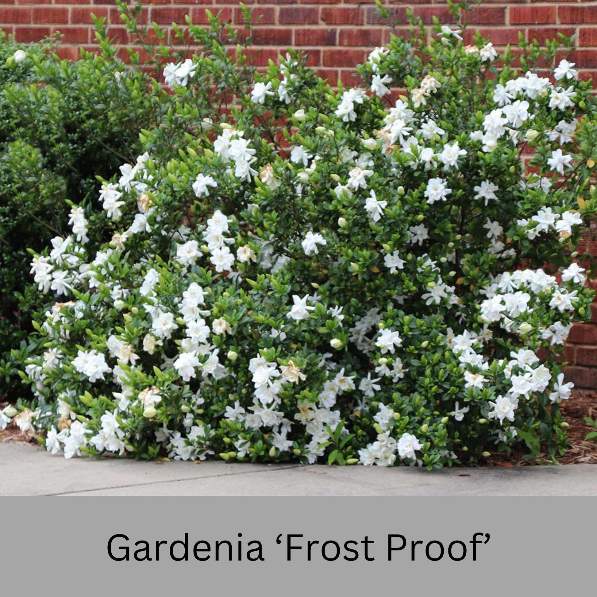 Frost Proof Gardenia – Cold Hardy, Fragrant Blooms, Live Plant available in Quart Sizes and volume discounts!