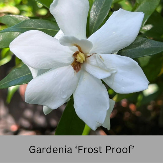 Frost Proof Gardenia – Cold Hardy, Fragrant Blooms, Live Plant available in Quart Sizes and volume discounts!