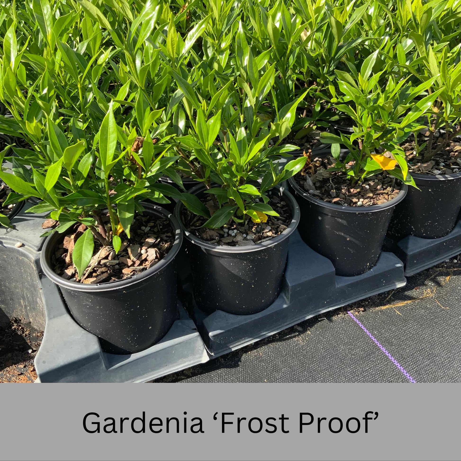 Frost Proof Gardenia – Cold Hardy, Fragrant Blooms, Live Plant available in Quart Sizes and volume discounts!