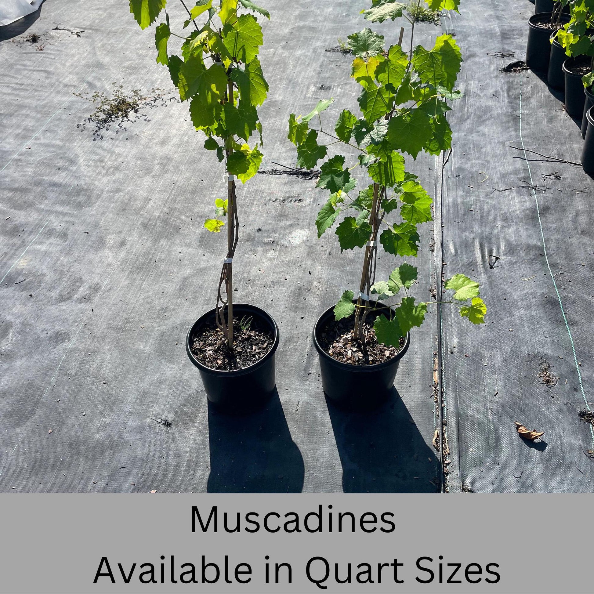 Muscadine Grapes - Available in 5 Varieties! | Quart Size Containers | Edible Fruit | Volume Discounts to "Fill the Box" and SAVE!