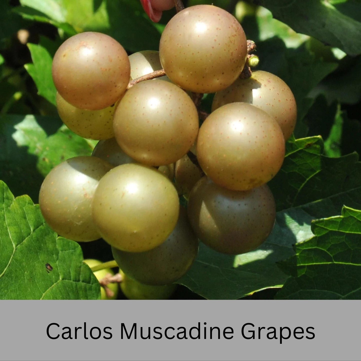 Muscadine Grapes - Available in 5 Varieties! | Quart Size Containers | Edible Fruit | Volume Discounts to "Fill the Box" and SAVE!