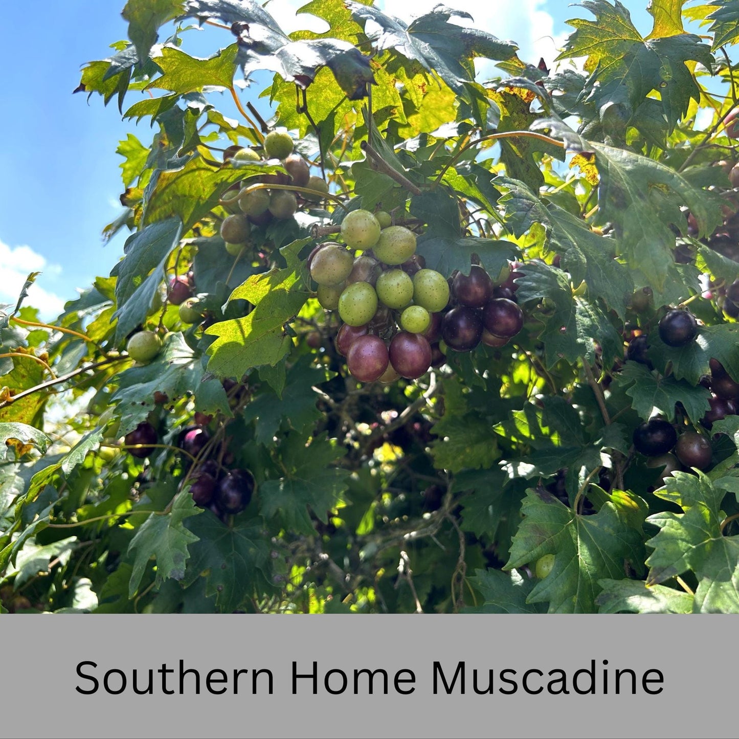 Muscadine Grapes - Available in 5 Varieties! | Quart Size Containers | Edible Fruit | Volume Discounts to "Fill the Box" and SAVE!