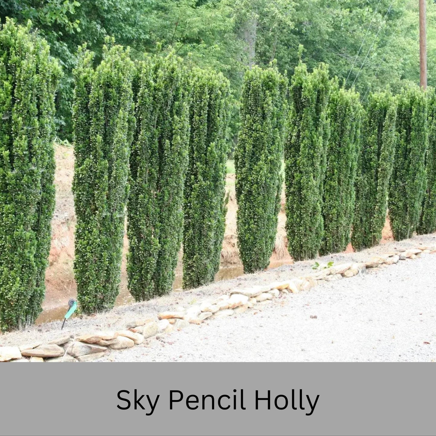 Sky Pencil Holly | Ilex crenata 'Sky Pencil' | Free Ground Shipping |Available in 3 Sizes