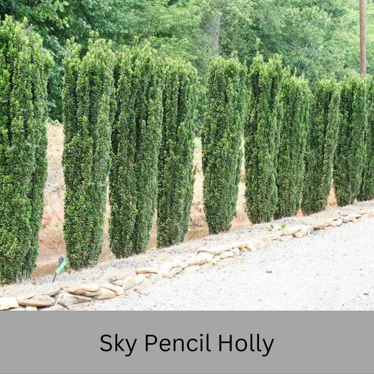 Sky Pencil Holly | Ilex crenata 'Sky Pencil' | Free Ground Shipping |Available in 3 Sizes
