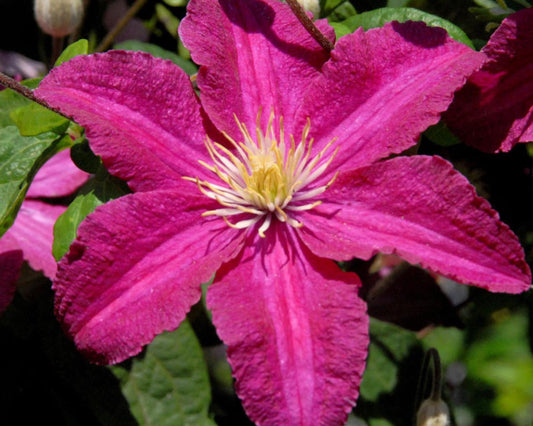 Clematis 'Cardinal Wyszynski' – Vibrant Red Flowering Vine in 1 Quart Pot | Hardy Perennial Climbing Plant