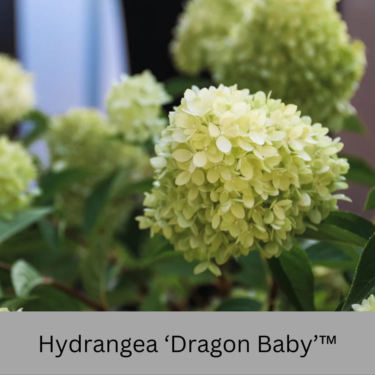 Dragon Baby Hydrangea – Compact, Vibrant Pink Blooms – Hardy & Easy to Grow!