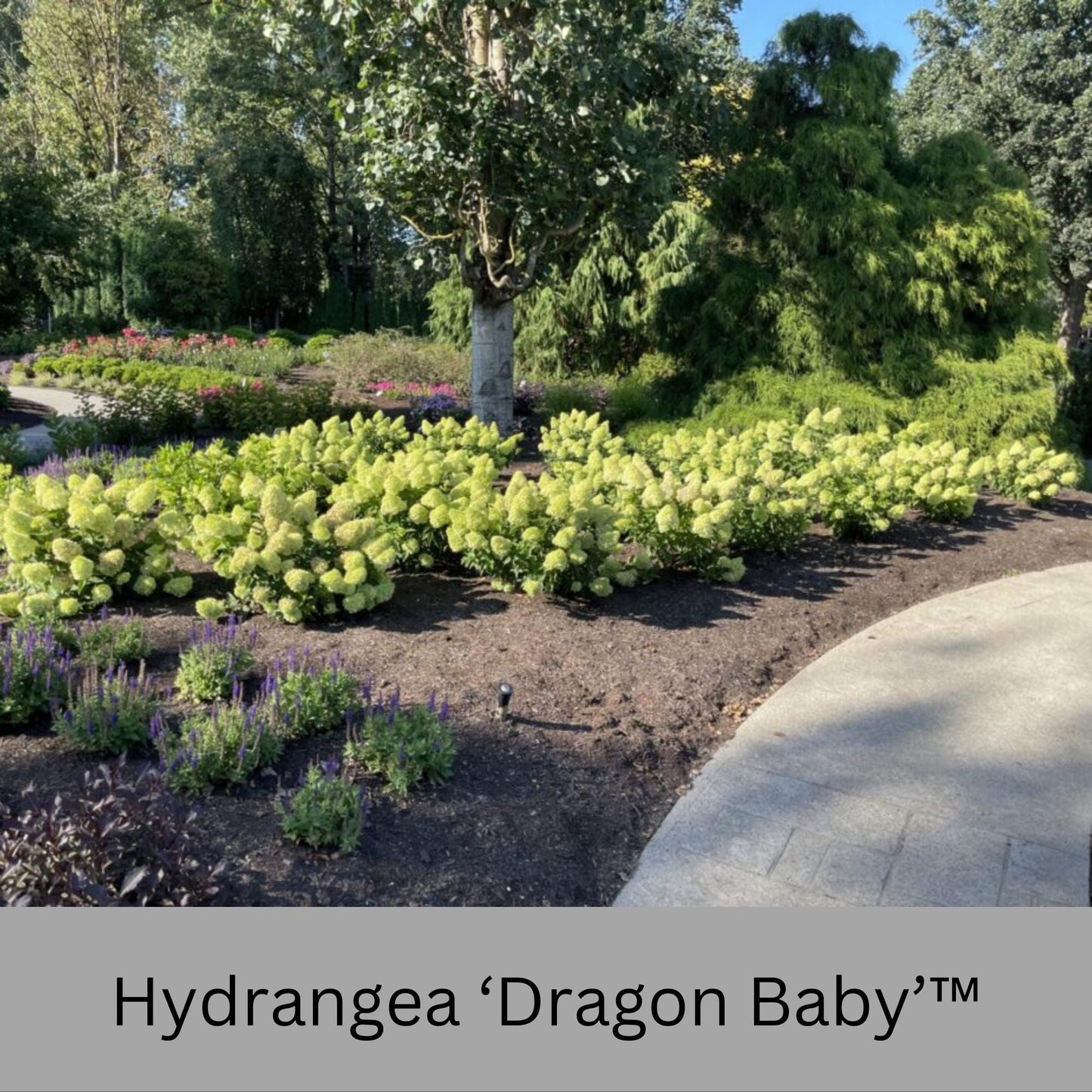 Dragon Baby Hydrangea – Compact, Vibrant Pink Blooms – Hardy & Easy to Grow!