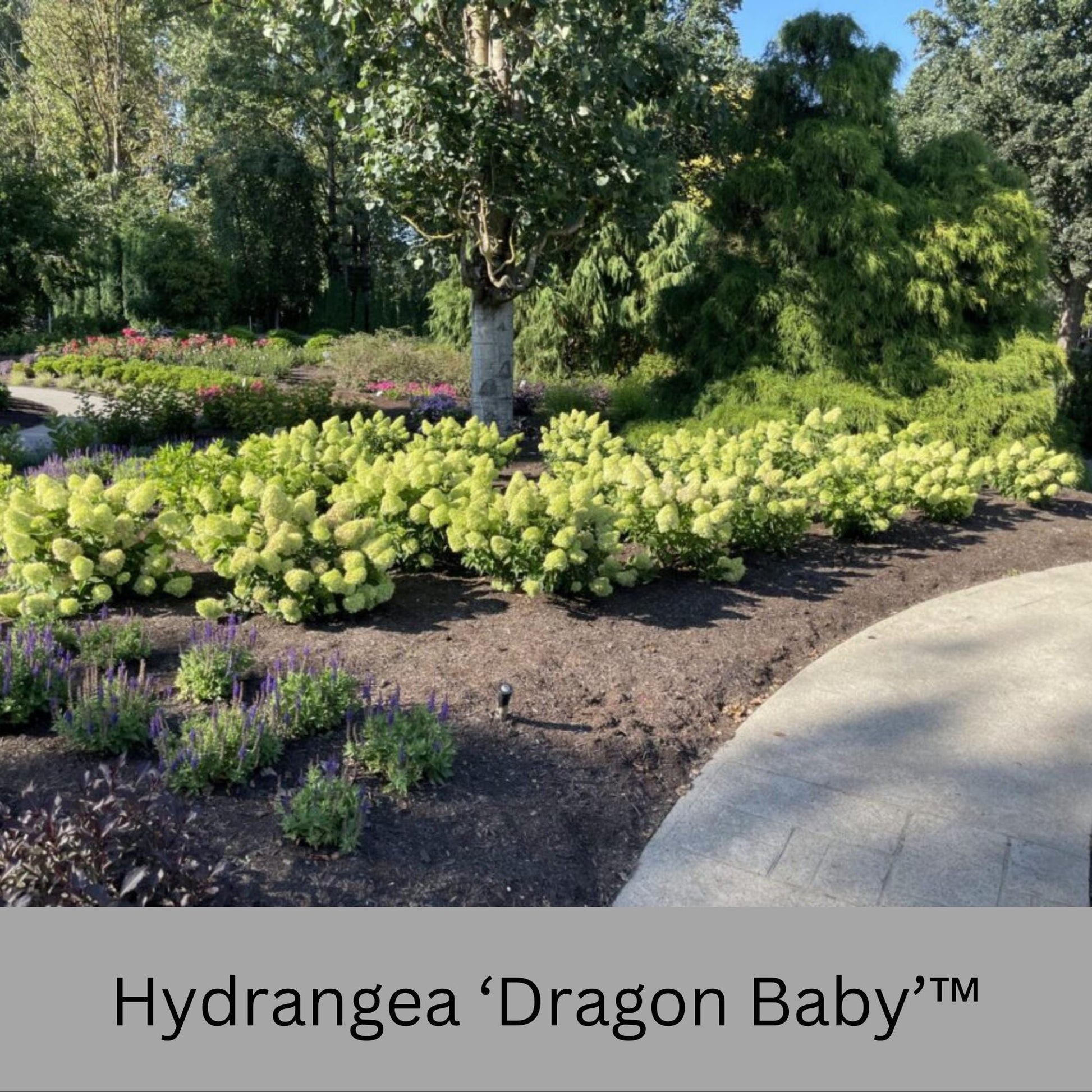 Dragon Baby Hydrangea – Compact, Vibrant Pink Blooms – Hardy & Easy to Grow!