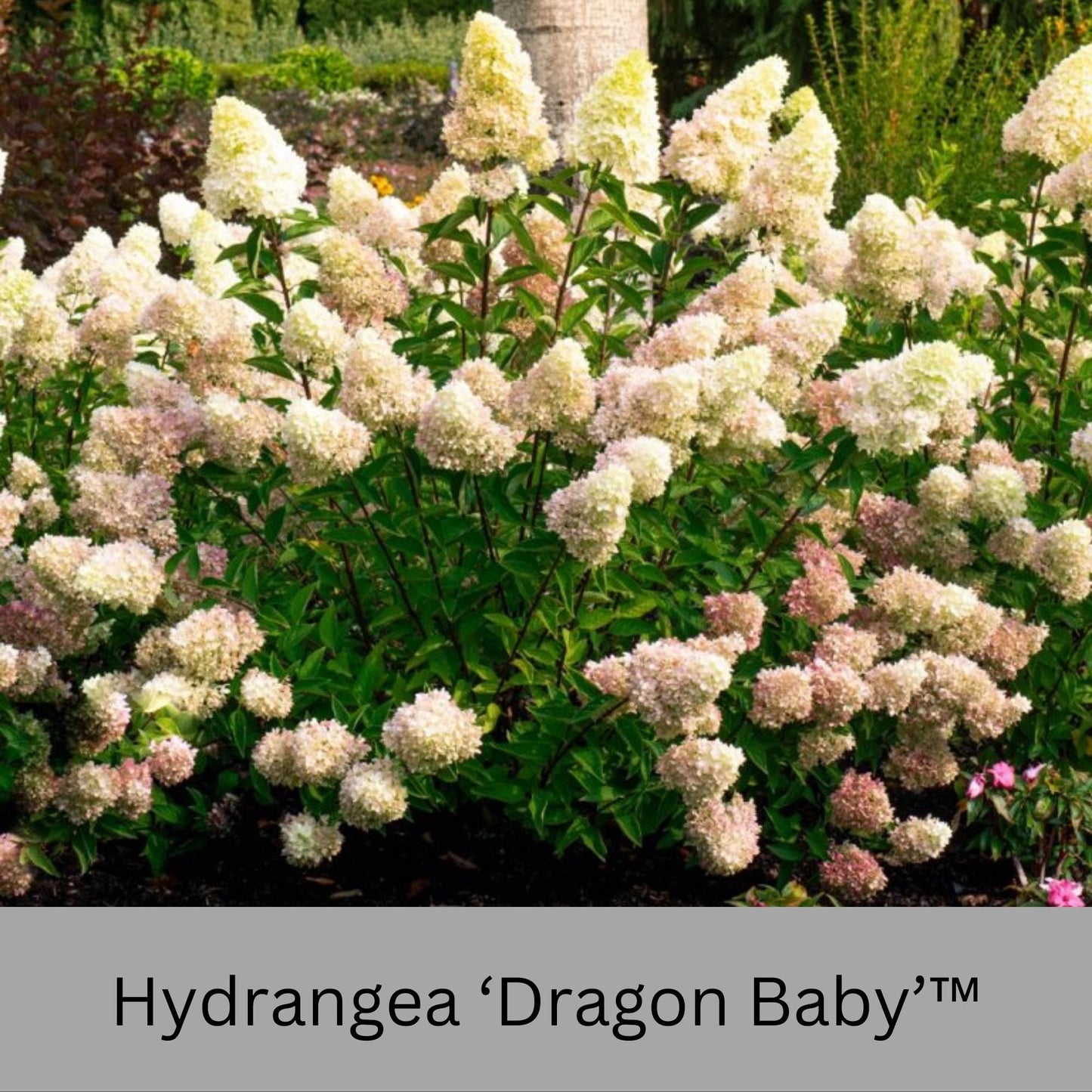 Dragon Baby Hydrangea – Compact, Vibrant Pink Blooms – Hardy & Easy to Grow!