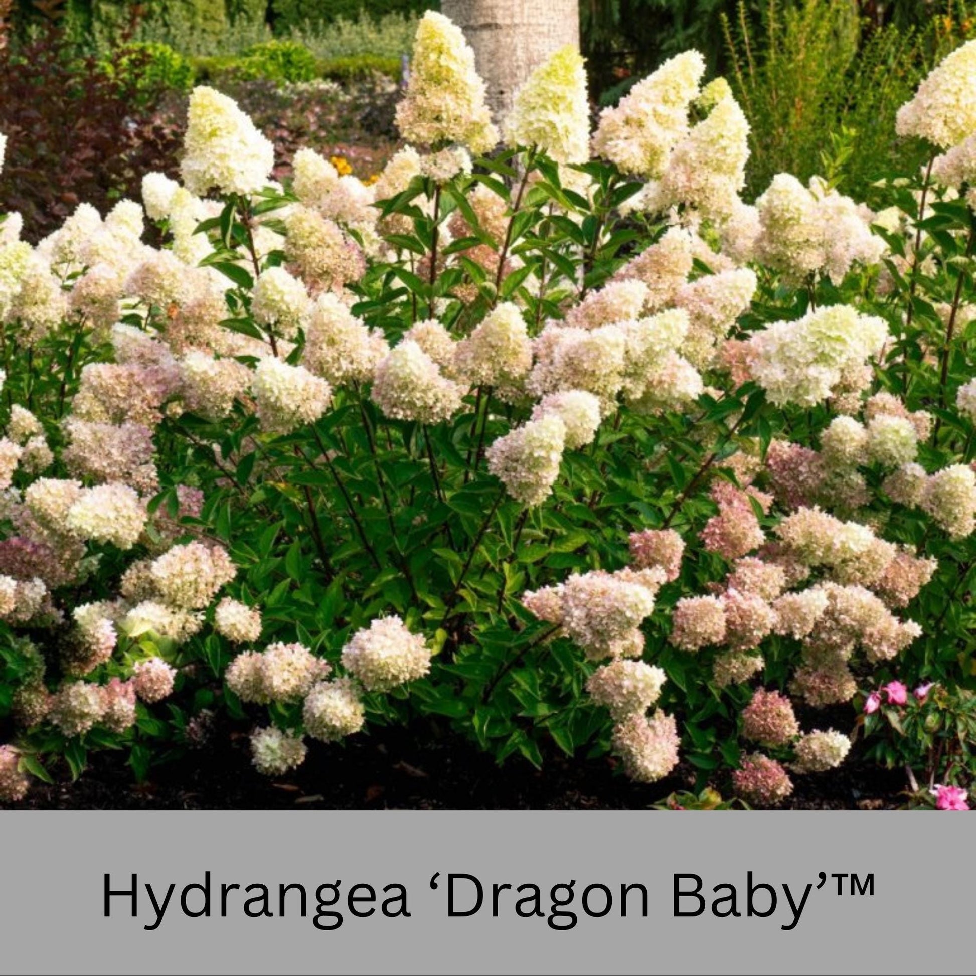 Dragon Baby Hydrangea – Compact, Vibrant Pink Blooms – Hardy & Easy to Grow!