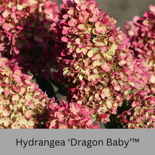 Dragon Baby Hydrangea – Compact, Vibrant Pink Blooms – Hardy & Easy to Grow!