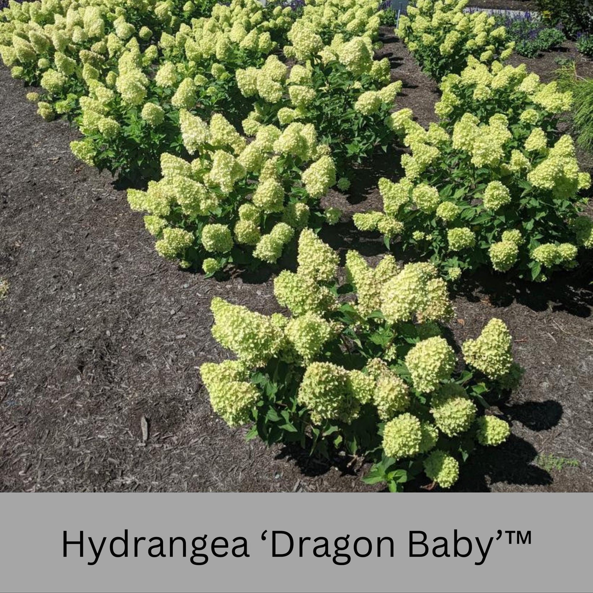 Dragon Baby Hydrangea – Compact, Vibrant Pink Blooms – Hardy & Easy to Grow!