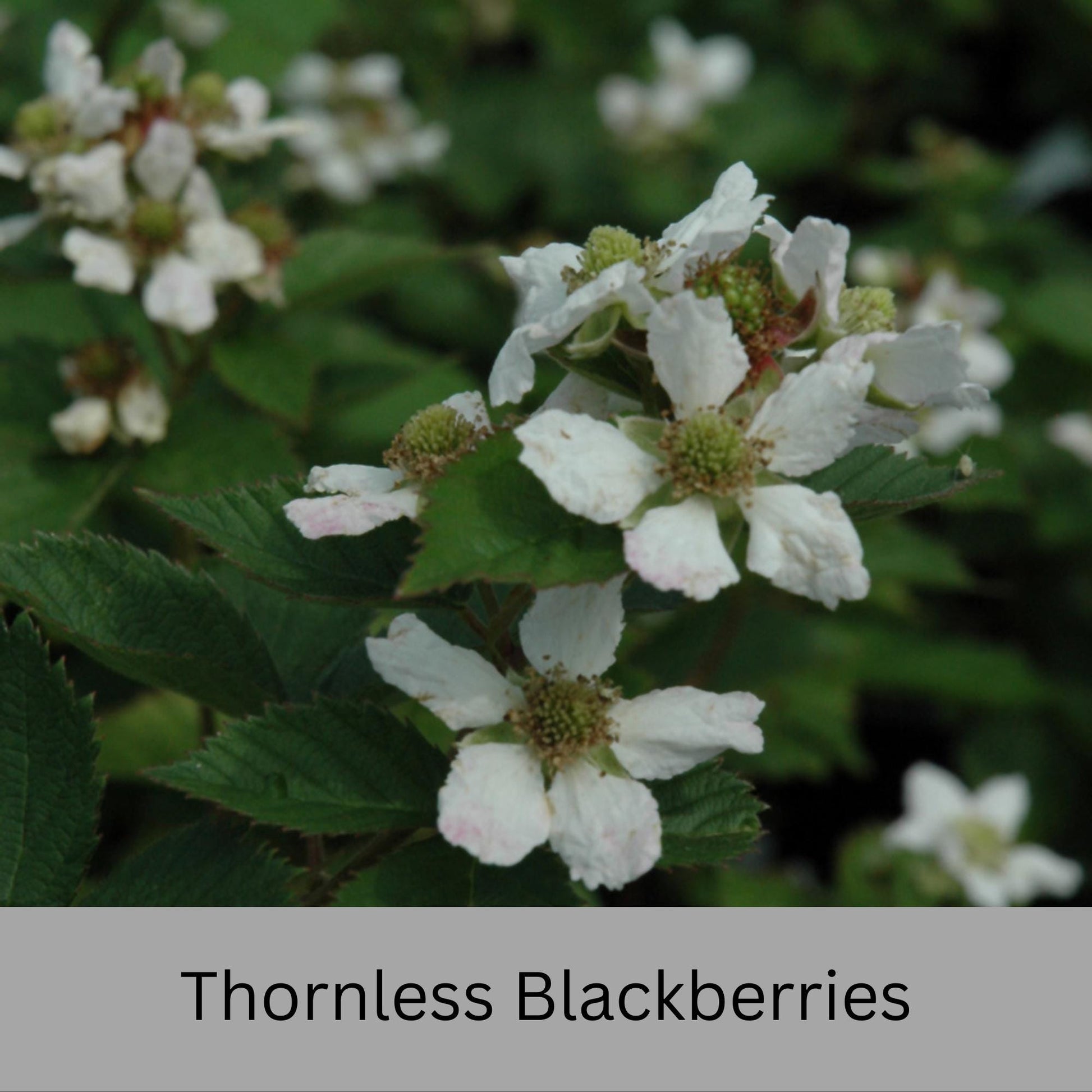 Blackberry Plants - Apache, Natchez, and Triple Crown Varieties | Thornless, Juicy, and Fast-Growing!