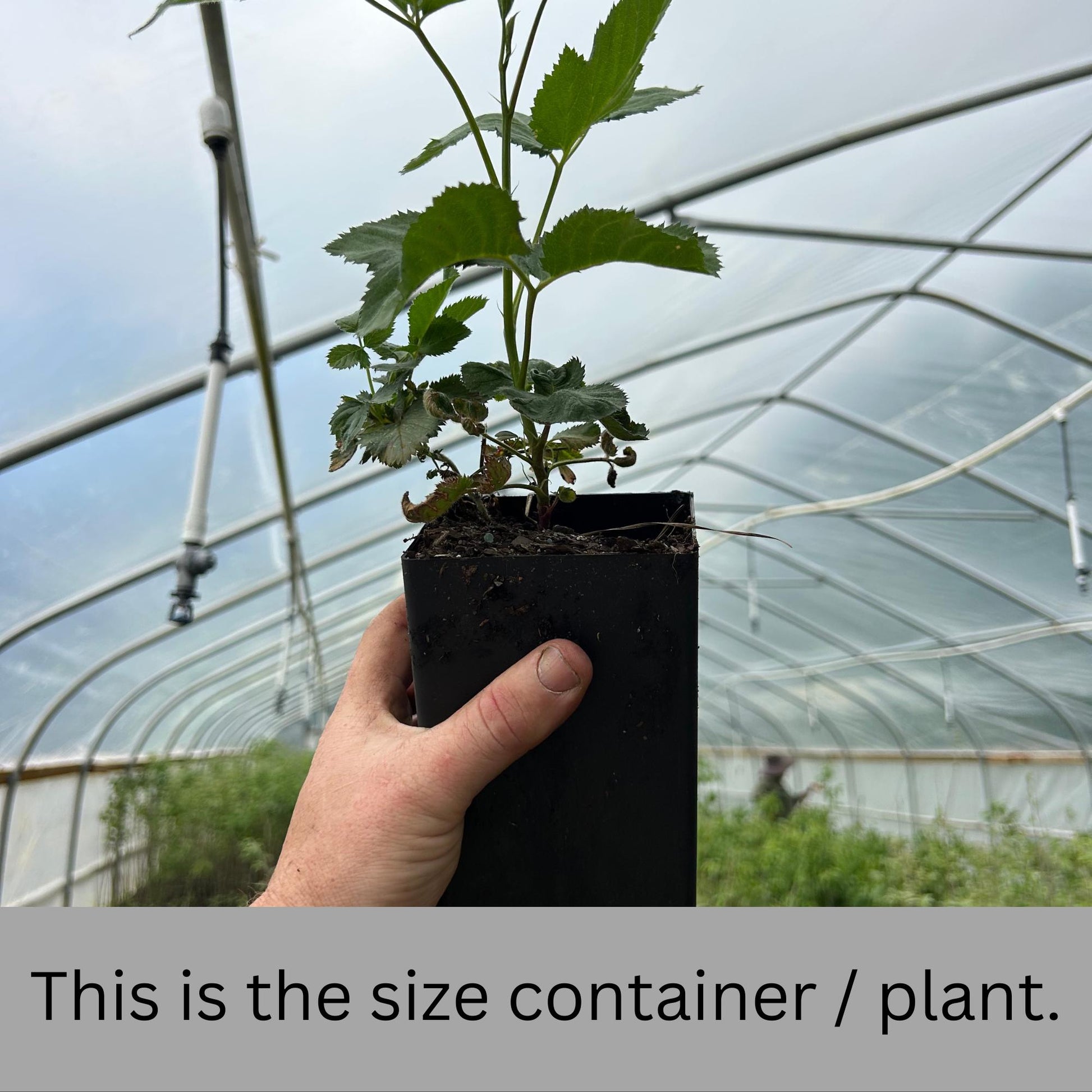 Blackberry Plants - Apache, Natchez, and Triple Crown Varieties | Thornless, Juicy, and Fast-Growing!