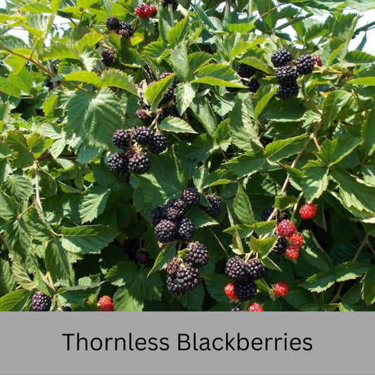 Blackberry Plants - Apache, Natchez, and Triple Crown Varieties | Thornless, Juicy, and Fast-Growing!