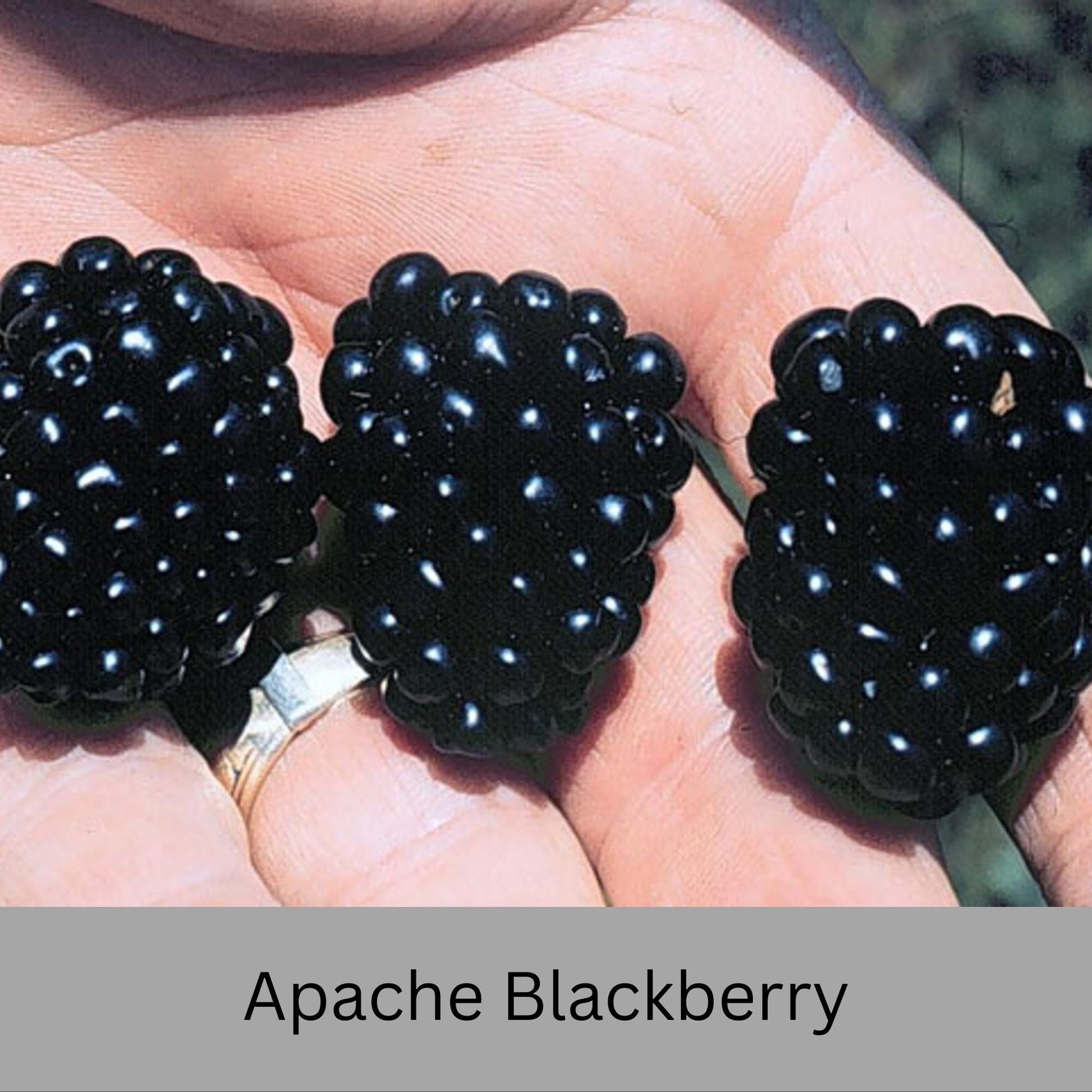 Blackberry Plants - Apache, Natchez, and Triple Crown Varieties | Thornless, Juicy, and Fast-Growing!