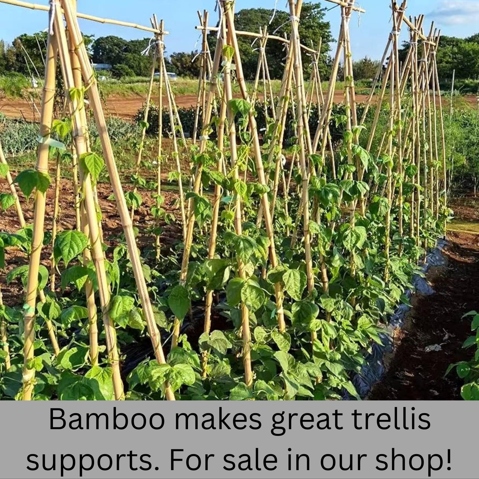 do blackberry plants need a trellis Blackberry Plants