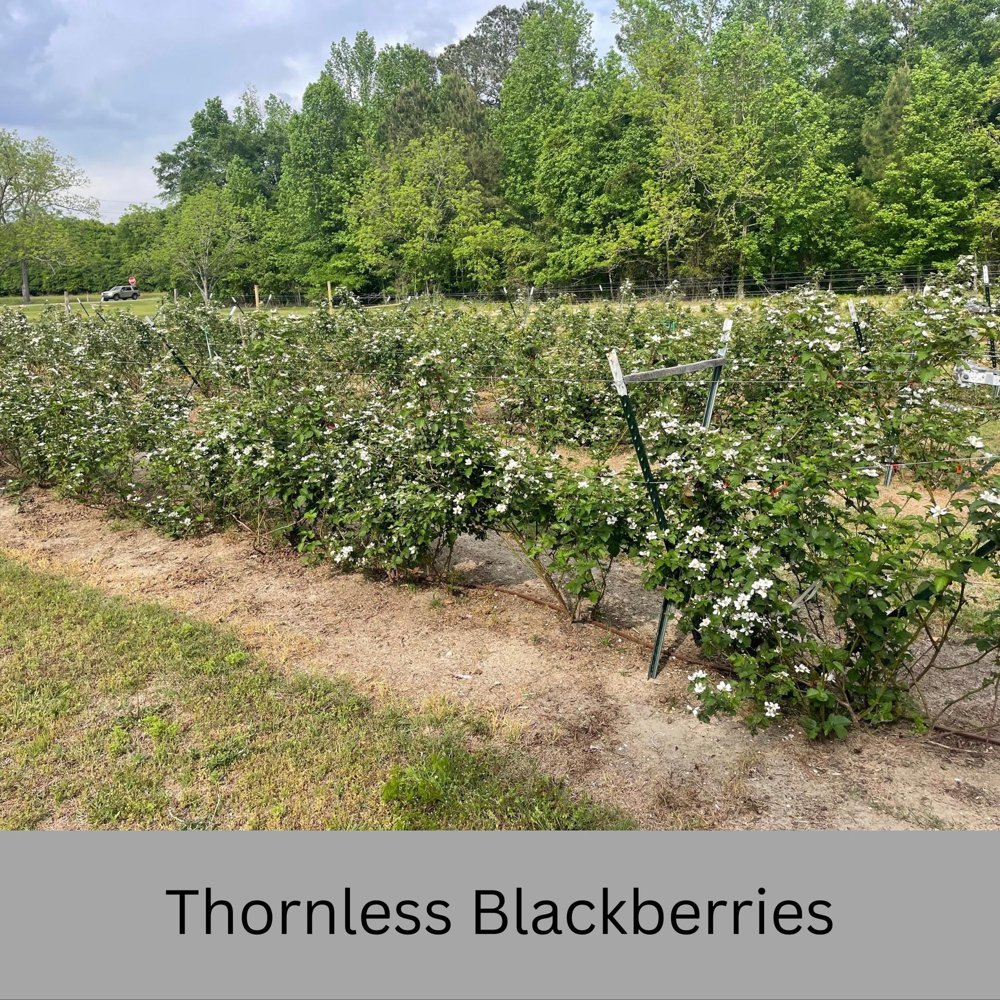 Blackberry Plants - Apache, Natchez, and Triple Crown Varieties | Thornless, Juicy, and Fast-Growing!