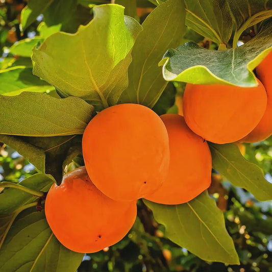 Jiro Fuyu Persimmon Tree | Non-Astringent, Self-Pollinating Asian Fruit Tree | Sweet, Crisp Fall Fruit