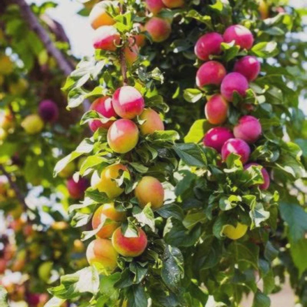 Yates Apple Tree (Malus domestica 'Yates’) – Heirloom Long-Keeping Apple – 4×4×10″ Container - Georgia Apple Tree