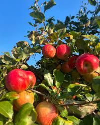 Yates Apple Tree (Malus domestica 'Yates’) – Heirloom Long-Keeping Apple – 4×4×10″ Container - Georgia Apple Tree