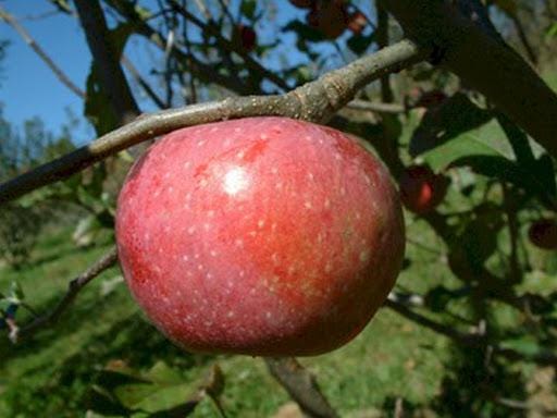 Yates Apple Tree (Malus domestica 'Yates’) – Heirloom Long-Keeping Apple – 4×4×10″ Container - Georgia Apple Tree