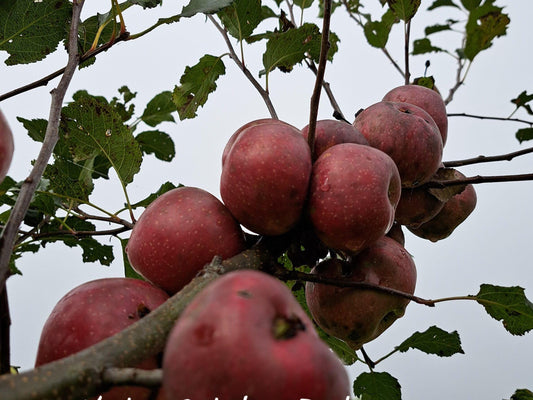 Yates Apple Tree (Malus domestica 'Yates’) – Heirloom Long-Keeping Apple – 4×4×10″ Container - Georgia Apple Tree