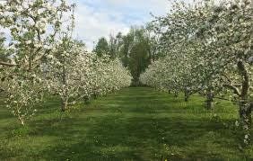 Yates Apple Tree (Malus domestica 'Yates’) – Heirloom Long-Keeping Apple – 4×4×10″ Container - Georgia Apple Tree