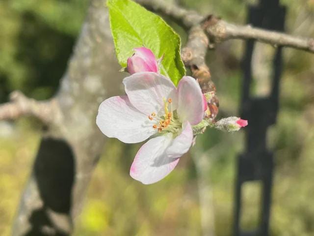 Yates Apple Tree (Malus domestica 'Yates’) – Heirloom Long-Keeping Apple – 4×4×10″ Container - Georgia Apple Tree