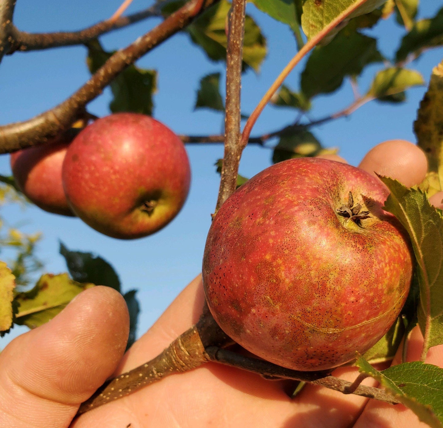 Yates Apple Tree (Malus domestica 'Yates’) – Heirloom Long-Keeping Apple – 4×4×10″ Container - Georgia Apple Tree
