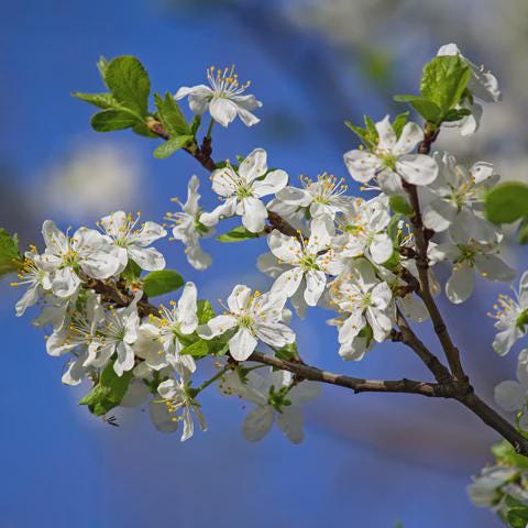 Methley Plum Tree (Prunus salicina ‘Methley’) – 5–6 Ft Tall in 10 Gallon Container, Sweet Red Plum