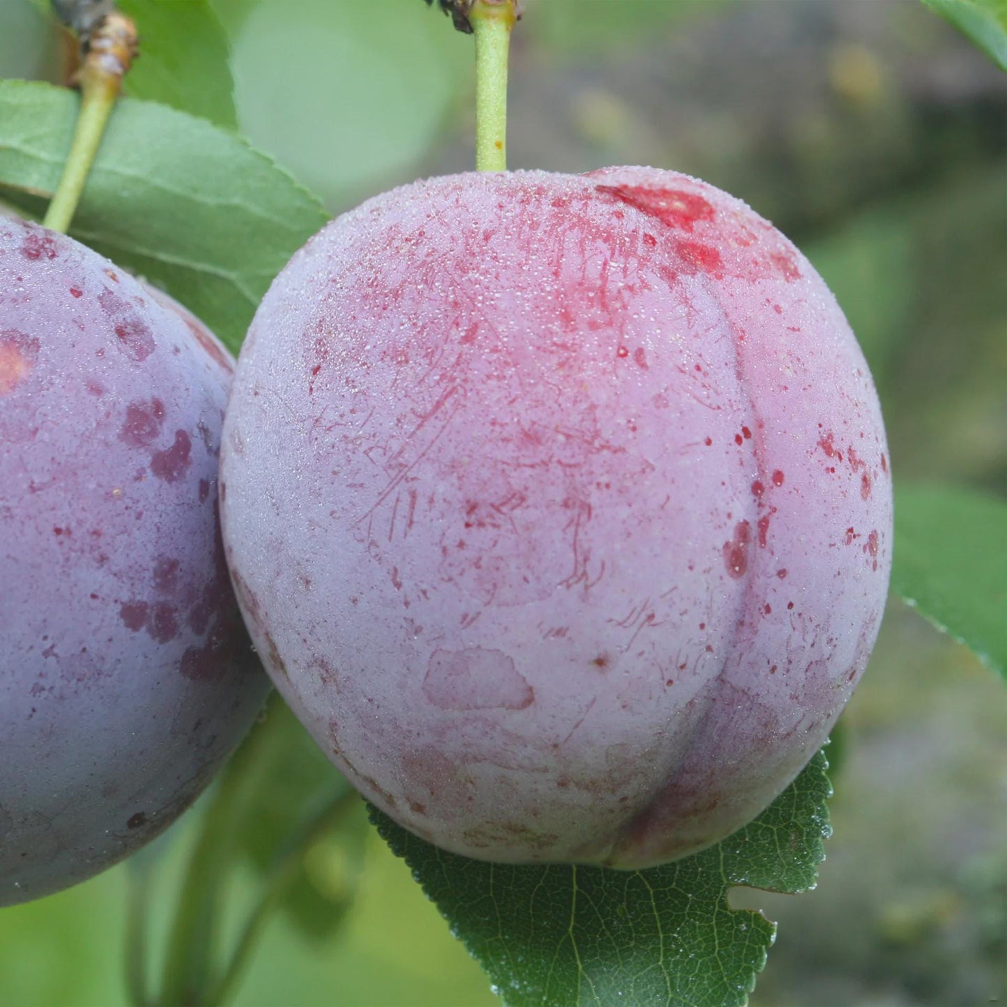 Methley Plum Tree (Prunus salicina ‘Methley’) – 5–6 Ft Tall in 10 Gallon Container, Sweet Red Plum