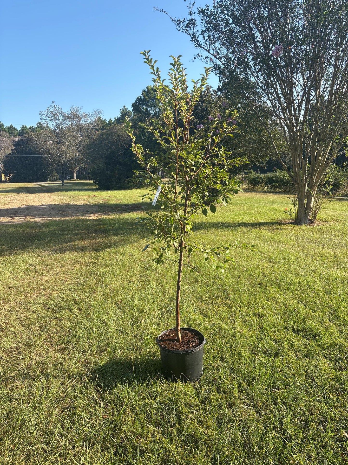 Methley Plum Tree (Prunus salicina ‘Methley’) – 5–6 Ft Tall in 10 Gallon Container, Sweet Red Plum