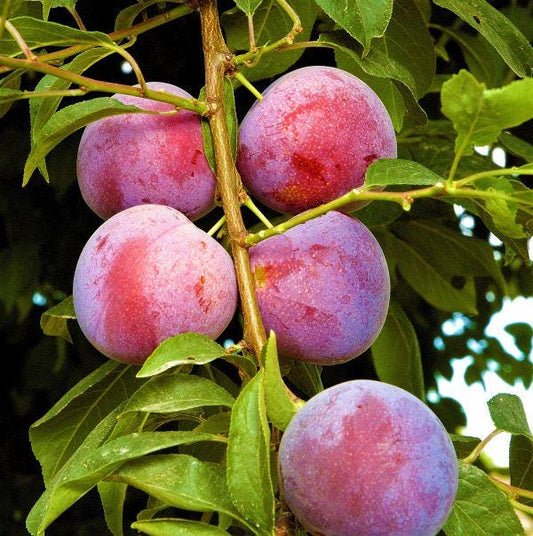Methley Plum Tree (Prunus salicina ‘Methley’) – 5–6 Ft Tall in 10 Gallon Container, Sweet Red Plum